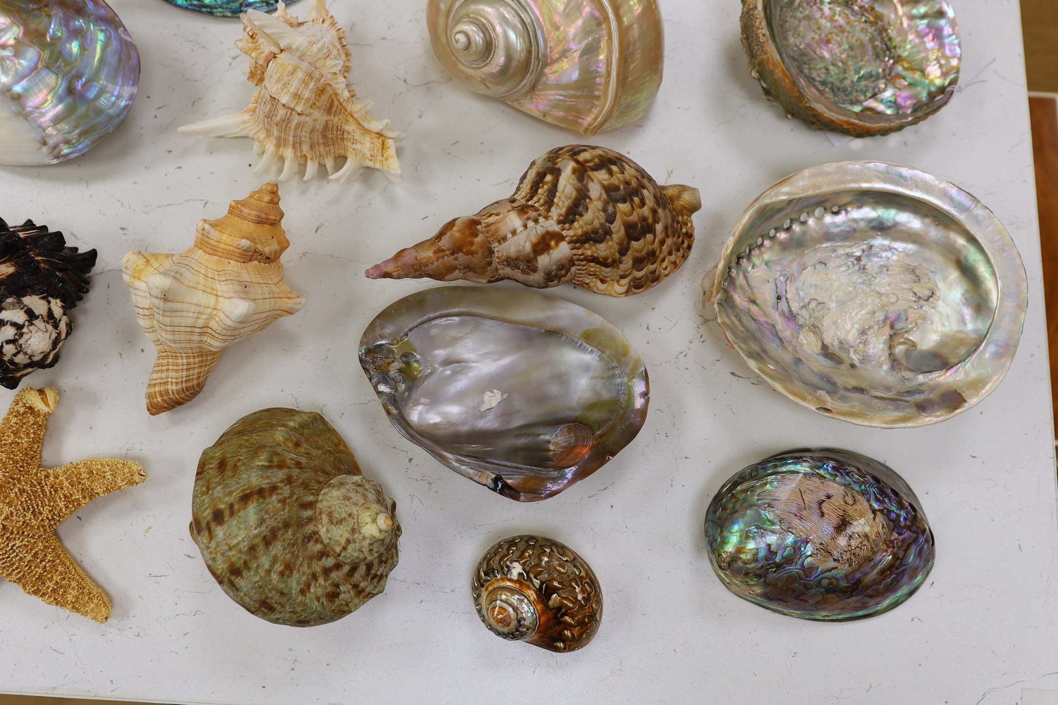 A collection of assorted seashells and two star fish